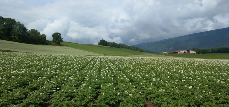 La filière des pommes de terre